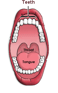 anatomy