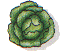 lettuce